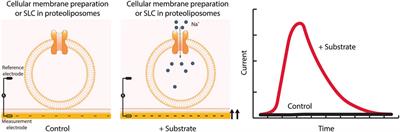 An Overview of Cell-Based Assay Platforms for the Solute Carrier Family of Transporters